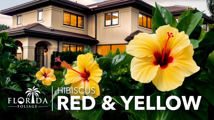 Hibiscus Red & Yellow | Live Plants | Hibiscus Rosa|Sinensis | Vibrant Blooms | Garden Favorites