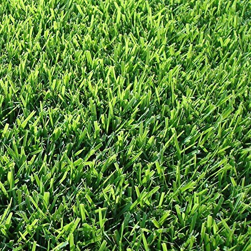 Florida Foliage Zoysia Sod Plugs | Large 3" x 3" Plugs | 18 Count Tray | Drought, Salt & Shade Tolerant Turf Grass