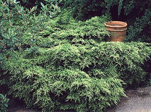 Old Gold Juniper | Live Plants | Juniperus Chinensis | Drought Tolerant Cold Hardy Evergreen Ground Cover