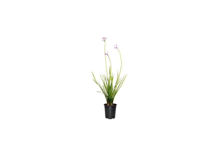 Society Garlic | Live Quart Size Pots | Tulbaghia Violacea | Butterfly Attracting Flowering Groundcover Plants