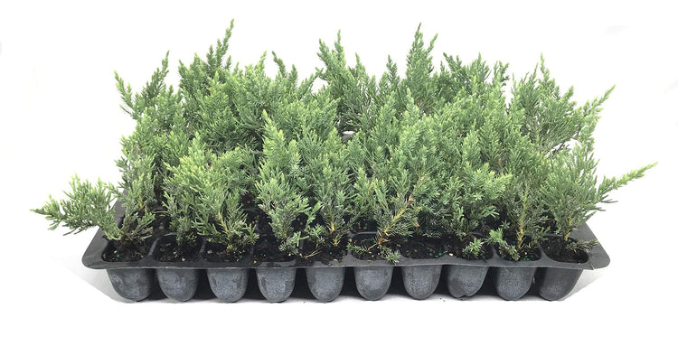 Juniper Parsoni | Live Plants | Juniperus Squamata Expansa Parsons | Drought Tolerant Cold Hardy Evergreen Ground Cover