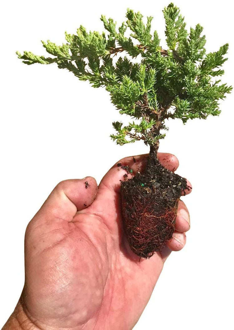 Juniper Procumbens Nana | Live Plants | Drought Tolerant Evergreen Groundcover | Great for Bonsai