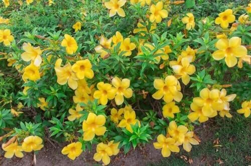 Allamanda Bush | Extra Large 3 Gallon Plants | Allamanda Cathartica | Vibrant Yellow Flowers | Tropical Landscape Accent