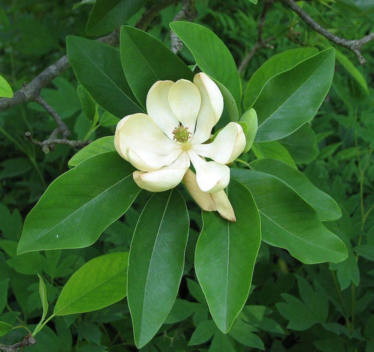 Sweet Bay Magnolia Tree | Magnolia Virginiana | 40 Live Plants | Beautiful Ornamental Specimen