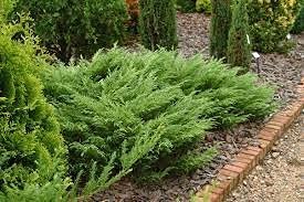 Monna Juniper Sierra Spreader | Live Gallon Size Plants | Juniperus Chinensis | Evergreen Cold Hardy Drought Tolerant Groundcover