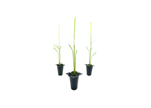 Cymbopogon Nardus Citronella Grass | Live Plants | Perfect for Outdoor Gardens and Patio Decor, Easy|to|Grow Aromatic Plant