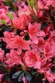 Azalea Fashion | Extra Large 3 Gallon Plants | Vibrant, Healthy, & Blooming, Perfect for Indoor/Outdoor Decor, Easy|Care Flowering Shrub, Ideal Gift for Garden Enthusiasts
