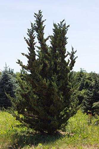 Robusta Green Juniper | Extra Large 3 Gallon Plants | Hardy Evergreen Shrub for Landscapes & Gardens, Ideal for Ground Cover, Topiary, Bonsai, Low Maintenance, Drought Tolerant