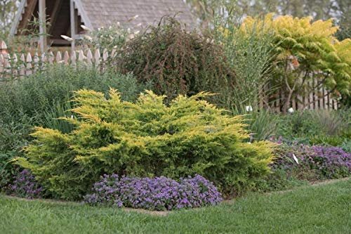 Saybrook Gold Juniper | Live Plants | Juniperus Chinensis | Hardy Evergreen Ground Cover