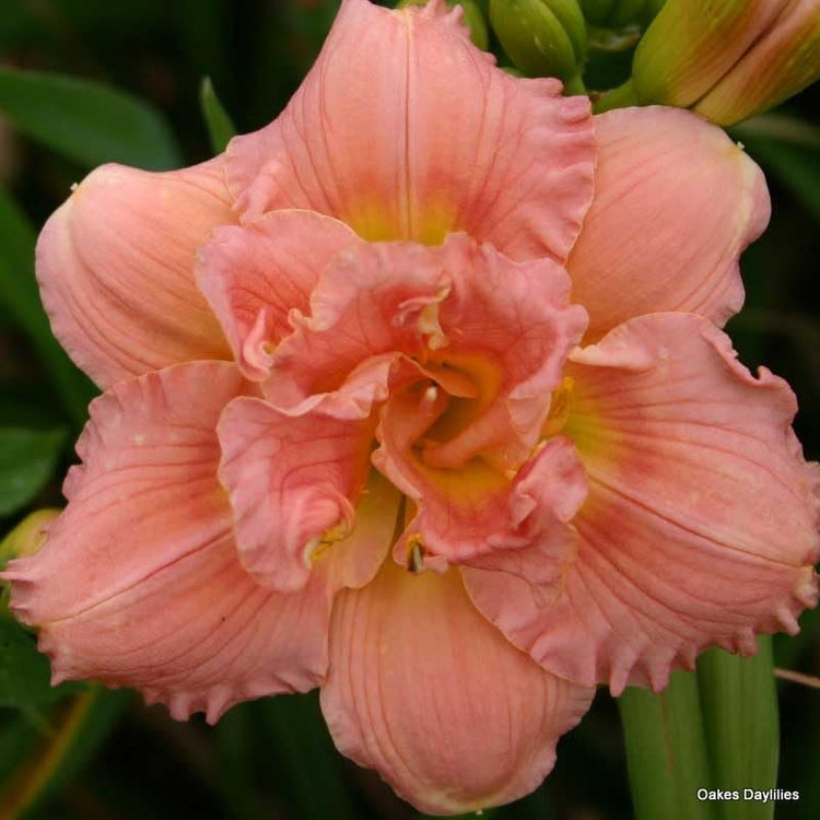 Daylily Siloam Double Classic I Live 3 Inch Pots I Hemerocallis I Peach Colored Flowers