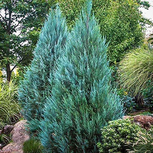 Blue Point Juniper | Large 3 Gallon Tree | Juniperus Chinensis | Evergreen Screening Plants