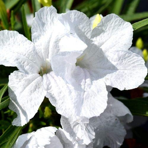 Katie's Dwarf Mexican Petunia White | Live Plants | Ruellia brittoniana | Compact Flowering Perennial | Low Growing Pollinator Favorite for Walkways Borders Containers Landscaping