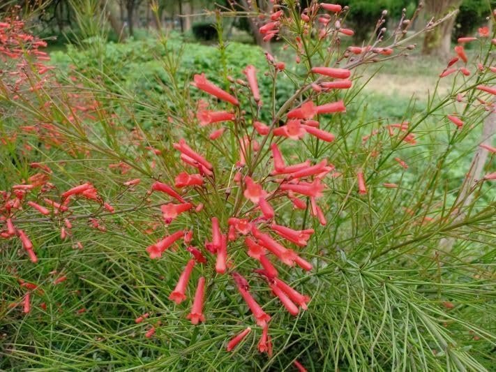 Firecracker Plant I Live Plants I Russelia Equisetiformis I Vibrant Red Tubular Flowers, Hummingbird Attracting, Heat|Tolerant, Perfect for Borders and Containers