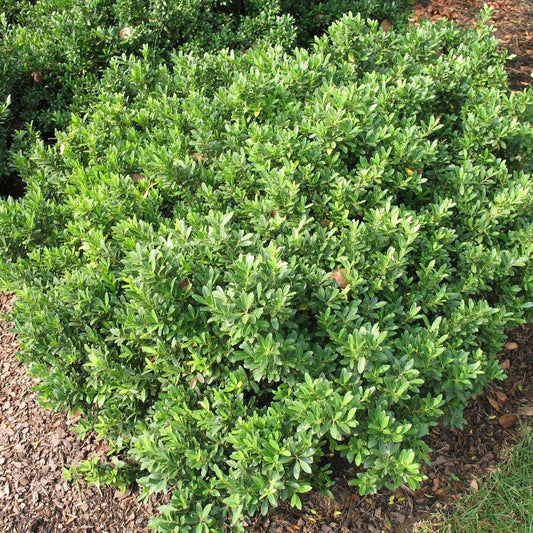 Hoogendoorn Holly Shrub I Live Plants I Ilex Crenata | Lustrous Evergreen for Hedging, Privacy Screens, and Decorative Accents