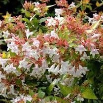 Abelia Francis Mason | Extra Large 3 Gallon Plant | Vibrant & Variegated Foliage, Drought|Tolerant, Low|Maintenance Shrub, Perfect for Landscaping, Borders & Ornamental Gardens