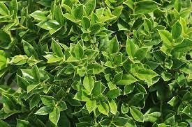 Green Carissa Holly Ilex | Extra Large 3 Gallon Plants | Ilex cornuta 'Carissa' | Hardy Evergreen Shrub | Fast|Growing Garden Accent
