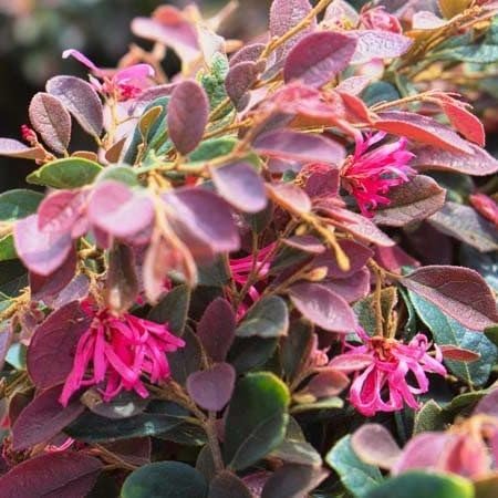 Loropetalum Daruma Compact Ruby I Live Plants I Chinese Fringe Flower I Vibrant Red Foliage and Pink Flowers, Low|Maintenance, Compact Shrub for Borders and Containers