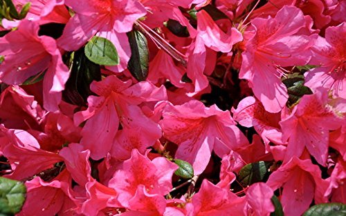 Azalea Southern Charm | Live Plants | Pink Flowering Rhododendron Shrub