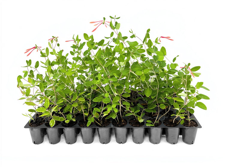 Coral Honeysuckle | Live Plants | Lonicera sempervirens | Flowering Vining Plants for Arbors | Native Climbing Plant for Fences and Trellises