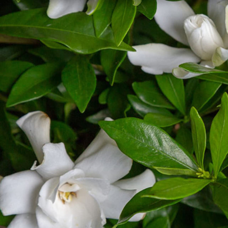 Frostproof Gardenia | Large Gallon Size Plants | Fragrant Blooming Shrub | Gardenia Jasminoides