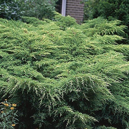 Gold Star Juniper | Live Gallon Size Plant | Perfect for Landscaping, Low Maintenance Evergreen, Ideal for Garden Decoration, Hardy Outdoor Plant