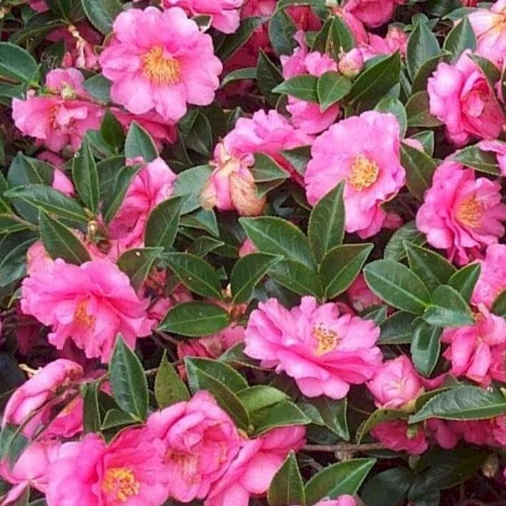 Camellia Sasanqua Shi|Shi I Extra Large 3 Gallon Plants | Pink Flowering Live Plant for Outdoor & Indoor Gardens, Compact Elegant Flowering Shrub for Vibrant Landscaping