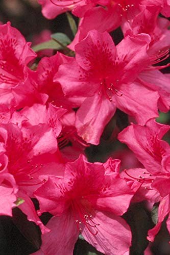Azalea Southern Charm | Live Plants | Pink Flowering Rhododendron Shrub