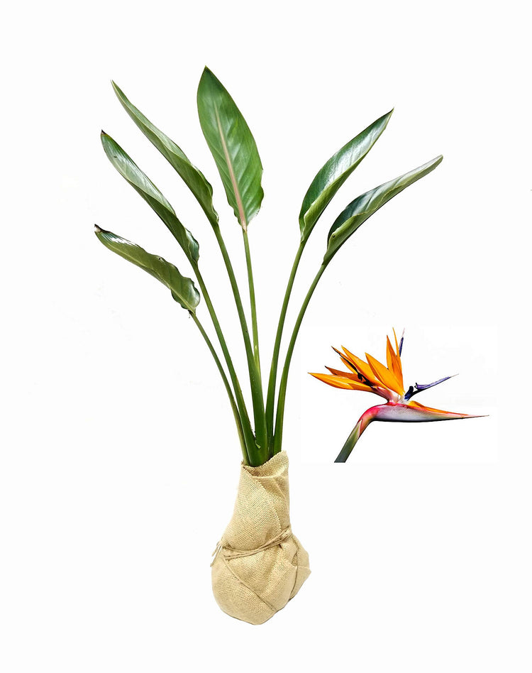 Orange Bird of Paradise | Strelitzia Reginae | Large Live Plant | Tropical Perennial Blooming Specimen