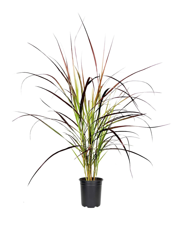 Red Fountain Grass I Large Gallon Size Plant I Pennisetum Setaceum Rubrum I Live Premium Quality, Ornamental Perennial Grass for Eye|Catching Landscaping, Gardens
