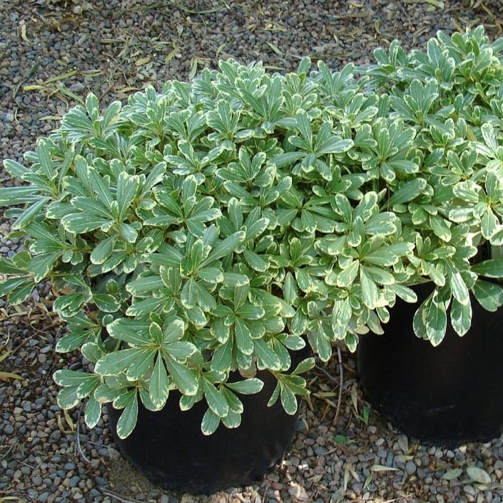 Pittosporum Variegated I Large Gallon Size Plants I Pittosporum Tobria Variegatum I Live Striking Two|Tone Foliage for All|Year Visual Interest, Ideal for Hedges, Borders