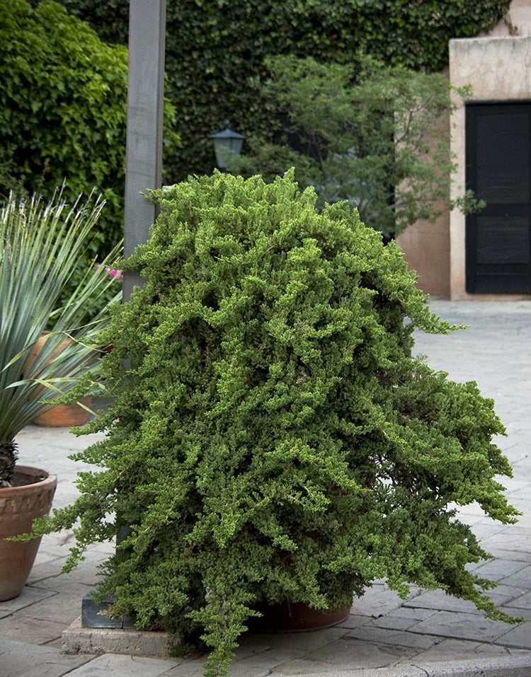 Juniper Procumbens Nana | Live Plants | Drought Tolerant Evergreen Groundcover | Great for Bonsai