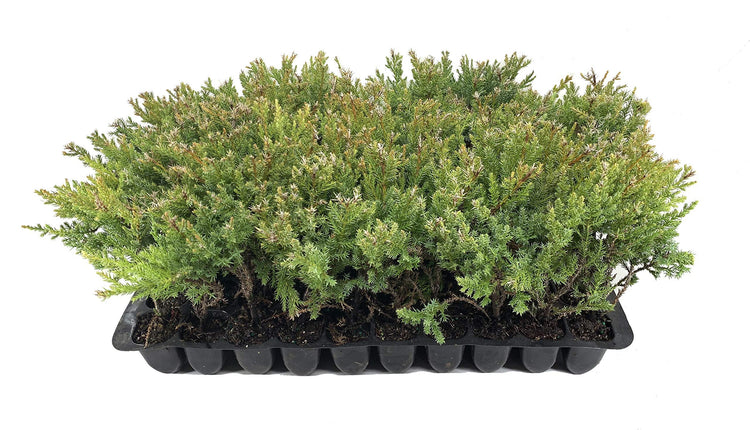 Kallay Juniper | Live Plants | Juniperus Chinensis | Drought Tolerant Cold Hardy Evergreen Ground Cover