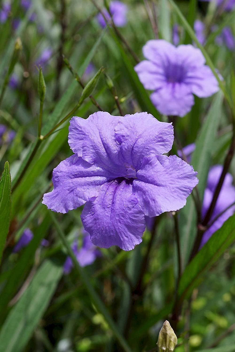 Katie's Dwarf Mexican Petunia Purple | Live Plants | Ruellia brittoniana | Compact Flowering Perennial | Low Growing Pollinator Favorite for Walkways Borders Containers Landscaping