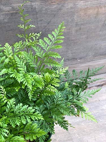 White Paw Fern | Live Plants | Davallia Tyermanii | Indoor Outdoor Tropical Foliage | Fuzzy Root Houseplant | Exotic Decorative Greenery | Pet Safe