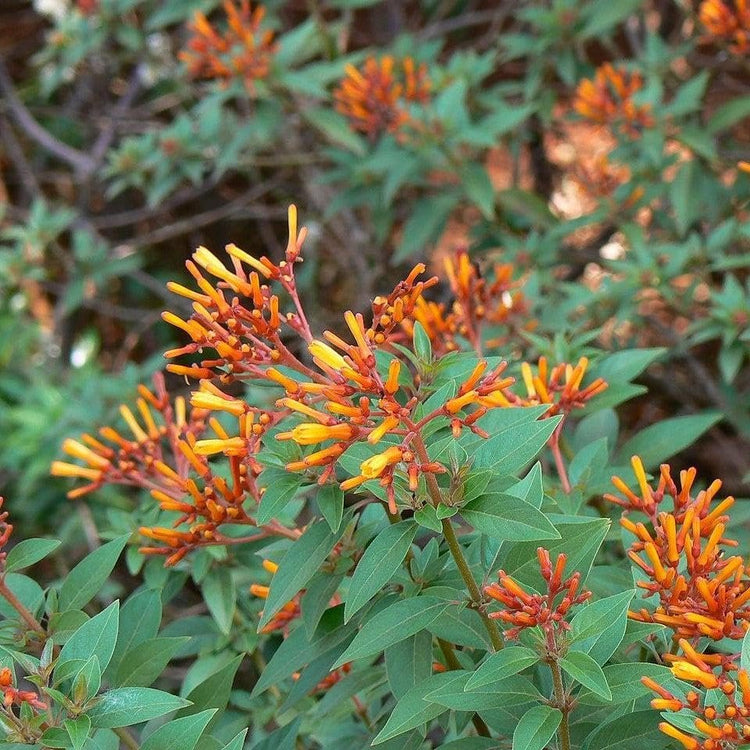 Firebush Firefly I Live Plants I Dwarf Hamelia Patens I Brilliant Red Blooms, Compact Size, Heat and Drought|Resistant, Ideal for Patios and Small Gardens