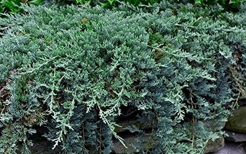 Blue Rug Juniper | Extra Large 3 Gallon Plants | Live Ground Cover Evergreen Shrubs for Landscaping, Garden, Slope Control - Drought Tolerant, Low Maintenance