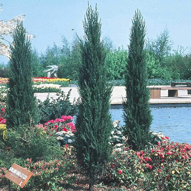 Skyrocket Juniper | Live Gallon Size Trees | Juniperus Scopulorum | Drought Tolerant Cold Hardy Formal Upright Evergreen Plant