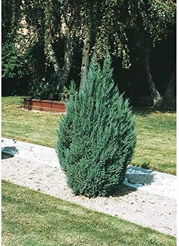 Blue Point Juniper Tree | Live 4 Inch Pots | Juniperus Chinensis | Hardy Evergreen Shrub | Perfect for Landscaping | Low Maintenance Plants
