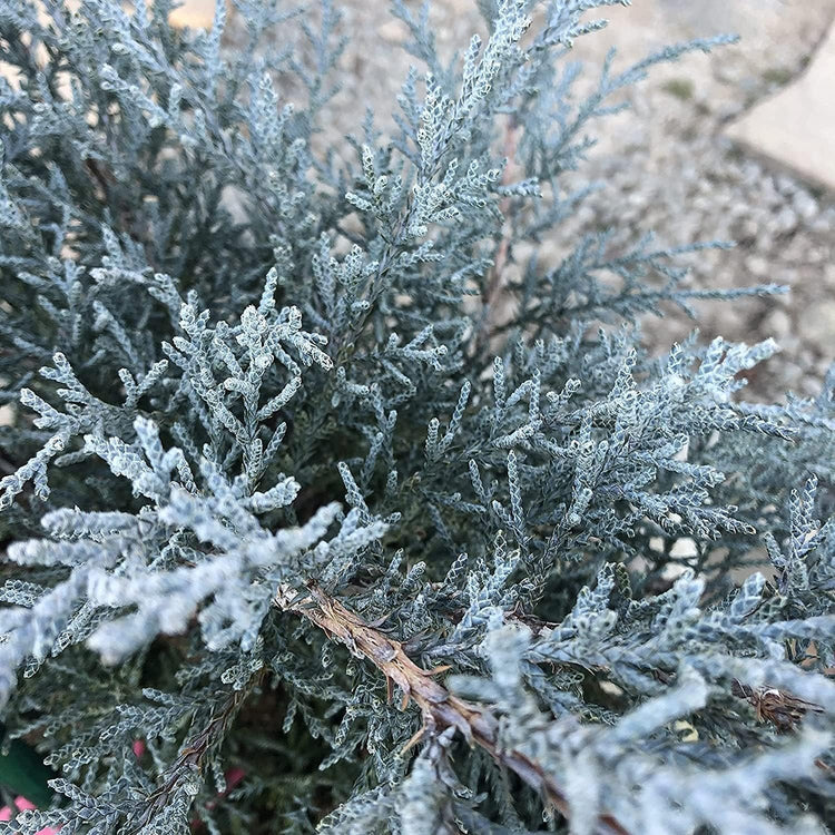 Juniper Angelica Blue | Live 4 Inch Pots | Juniperus chinensis ëAngelica Blueí | Evergreen Ground Cover Plants | Drought|Tolerant Landscaping Shrub