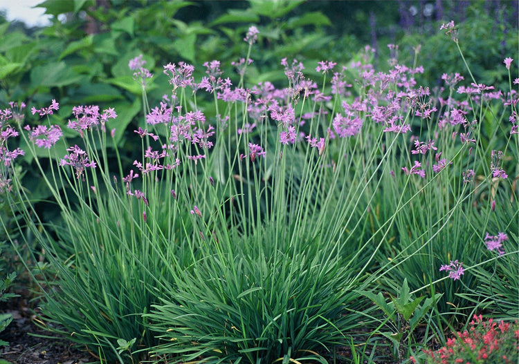 Society Garlic | Live Plants | Tulbaghia Violacea | Butterfly Attracting Flowers