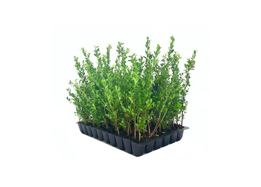 Ilex Compacta Crenata Japanese Holly | Live Plants | Low Maintenance Evergreen Foundation Shrub