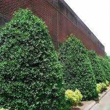 Needlepoint Holly | Extra Large Gallon Plants | Ilex cornuta 'Needlepoint' | Lush Decorative Shrub | Perfect for Outdoor Landscaping