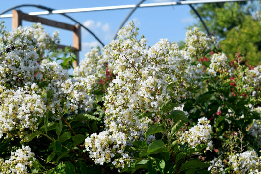 Crape Myrtle Natchez | Extra Large 3 Gallon Plants | Lagerstroemia Indica | Beautiful Low Maintenance White Blooming Flowering Tree