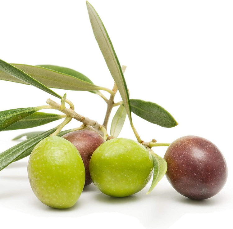 Arbequina Olive Tree | Live 4 Inch Pot | Grow Your Own Olives Indoors