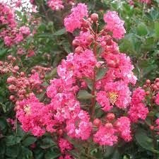 Crape Myrtle Raspberry Sundae | Extra Large 3 Gallon Plant | Dual|Color Red & Pink Blooms, Live Plant, Stunning Bicolor Ornamental Shrub for Eye|Catching Garden Displays