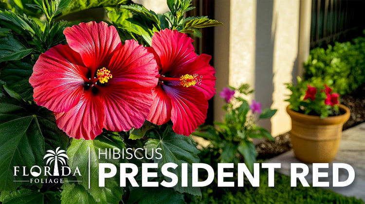 Hibiscus President Red | Live Plants | Hibiscus Rosa|Sinensis | Vibrant Red Blooms | Tropical Garden Beauty | Eye|Catching Flowering Shrub