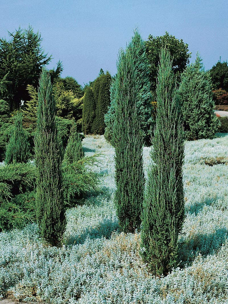 Blue Arrow Juniper | Live 4 Inch Pots | Juniperus Scopulorum | Drought|Tolerant Evergreen | Ideal for Landscaping & Ornamental Use | Low|Maintenance Outdoor Plant
