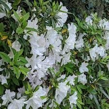 Azalea GG Gerbing | Extra Large 3 Gallon Plants | Lush & Radiant White Blooms, Hardy & Versatile, Ideal for Indoor/Outdoor Planting & Decor