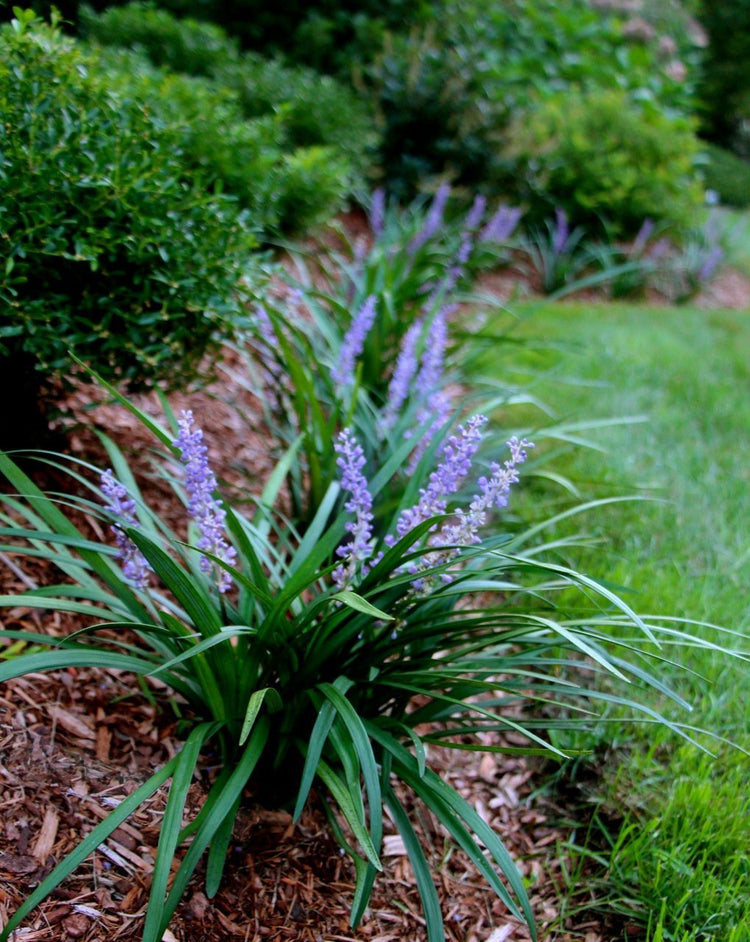 Super Blue Liriope Muscari | 40 Live Plugs | Ground Cover Grass Plants