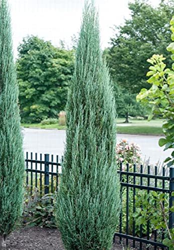 Blue Arrow Juniper | Live Gallon Size Tree | Juniperus Scopulorum | Formal Evergreen Privacy Screening Plants